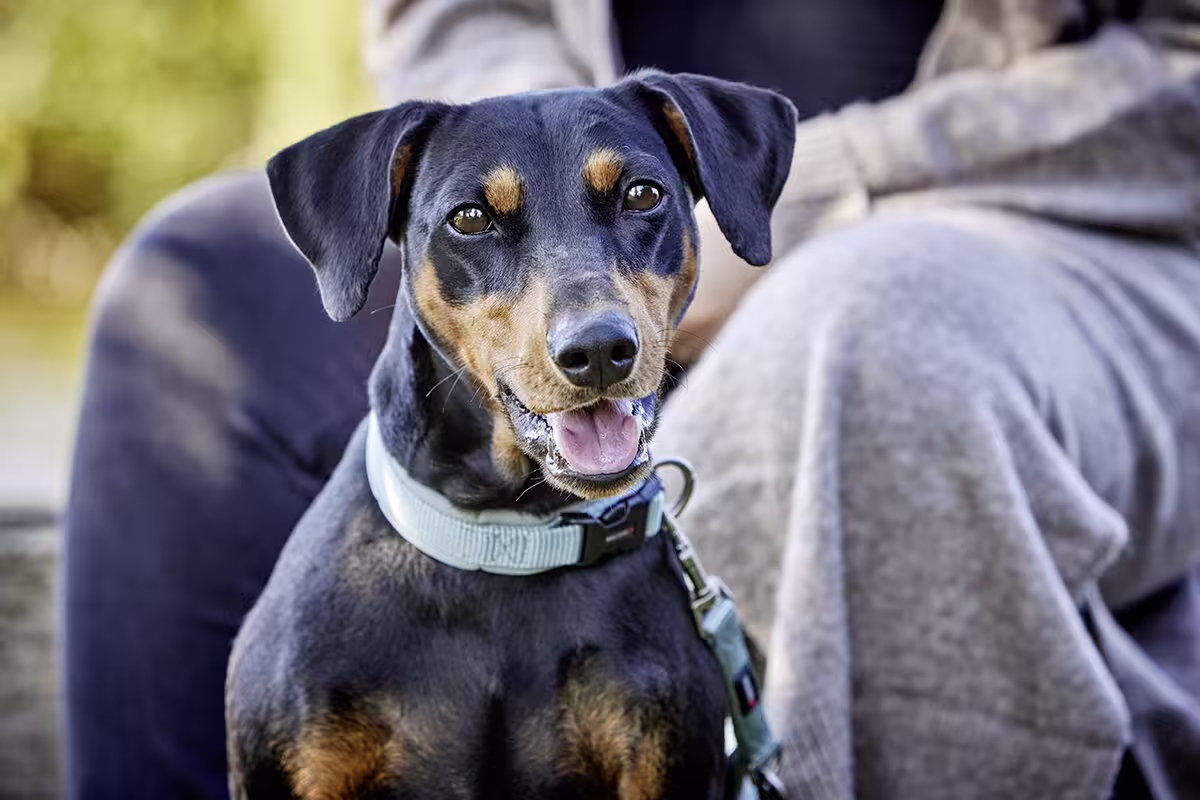 Professional Comfort Halsband WOLTERS cat & dog GmbH