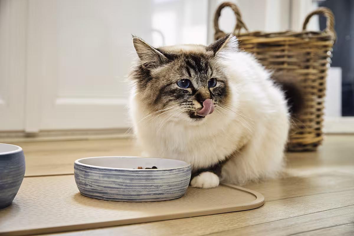 Diner Stone für Katzen