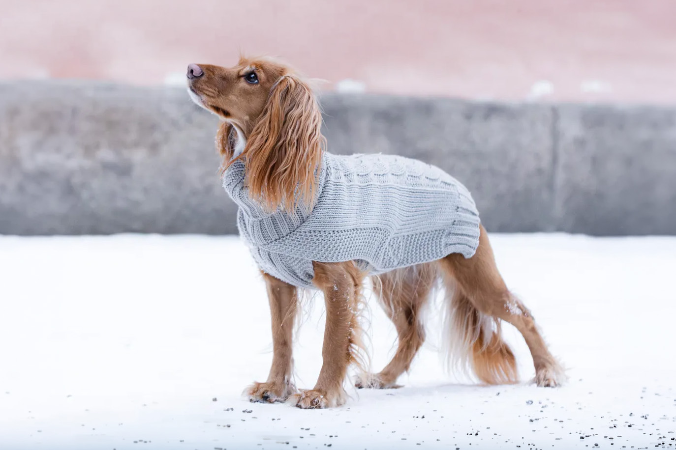 Rukka Pets Strickpullover Sparky