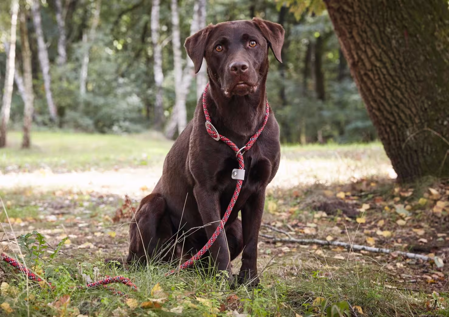 Everest-Tauprogramm Moxonleine WOLTERS cat & dog GmbH