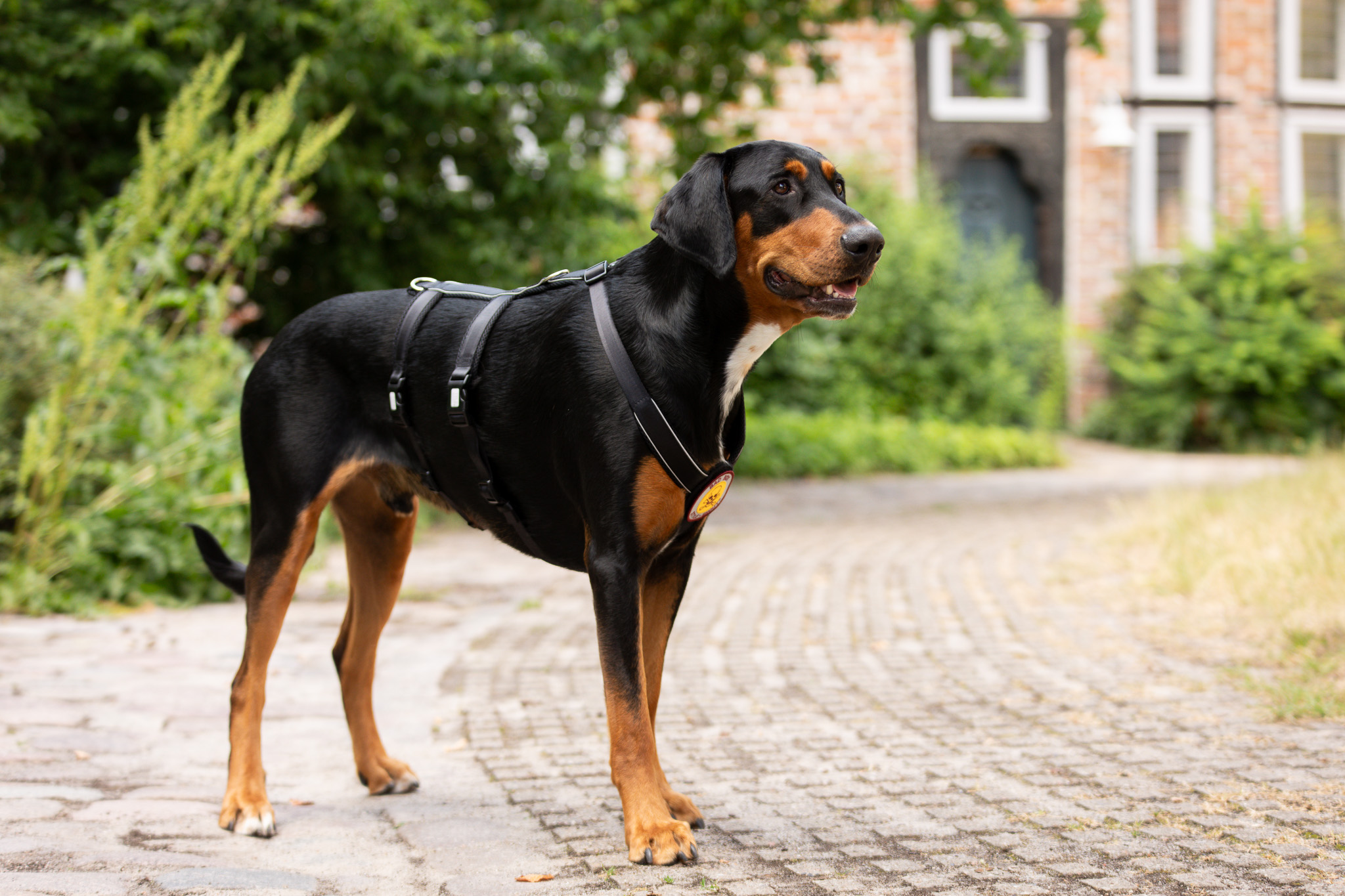 StyleSnout Patch&Safe postroj proti úniku