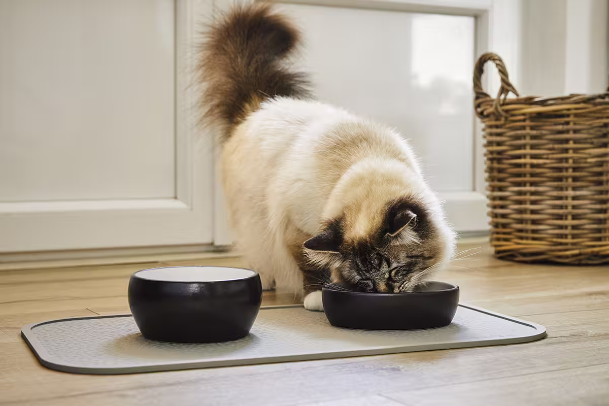 Diner Colour für Katzen