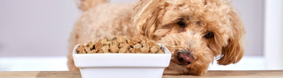 Tierbedarf WOLTERS cat & dog GmbH