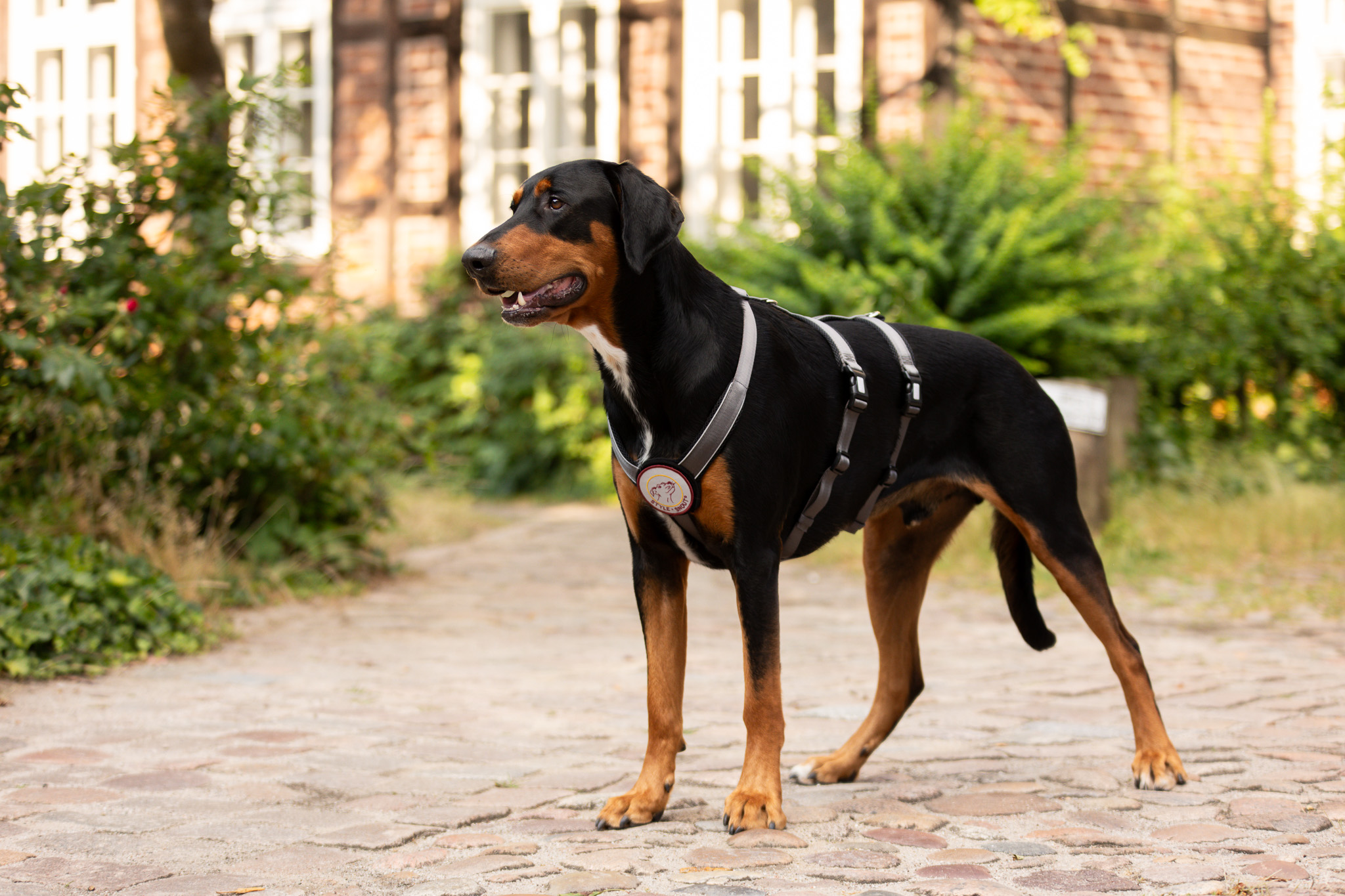 StyleSnout Patch&Safe postroj proti úniku