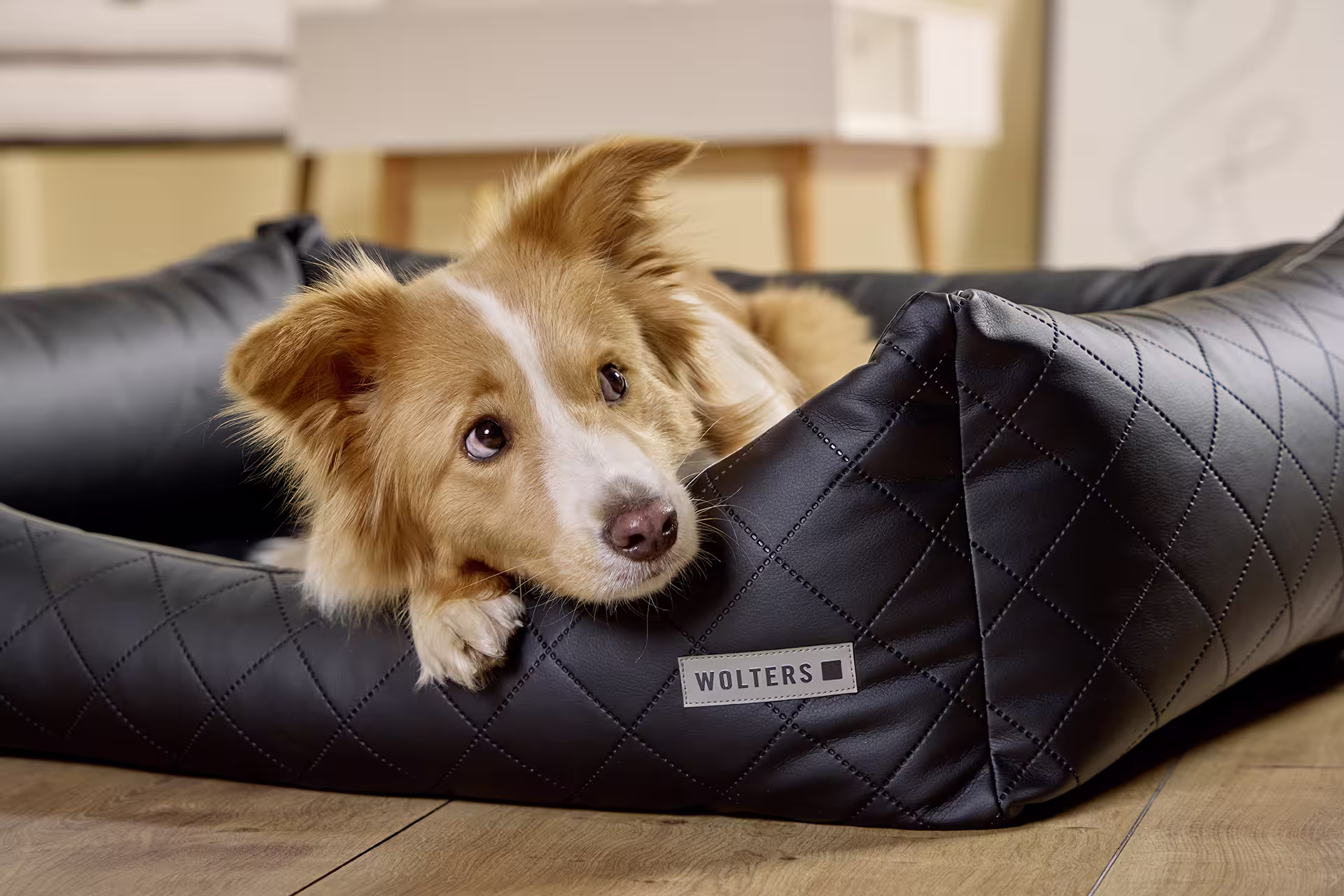 Ortho Care Hundelounge WOLTERS cat & dog GmbH