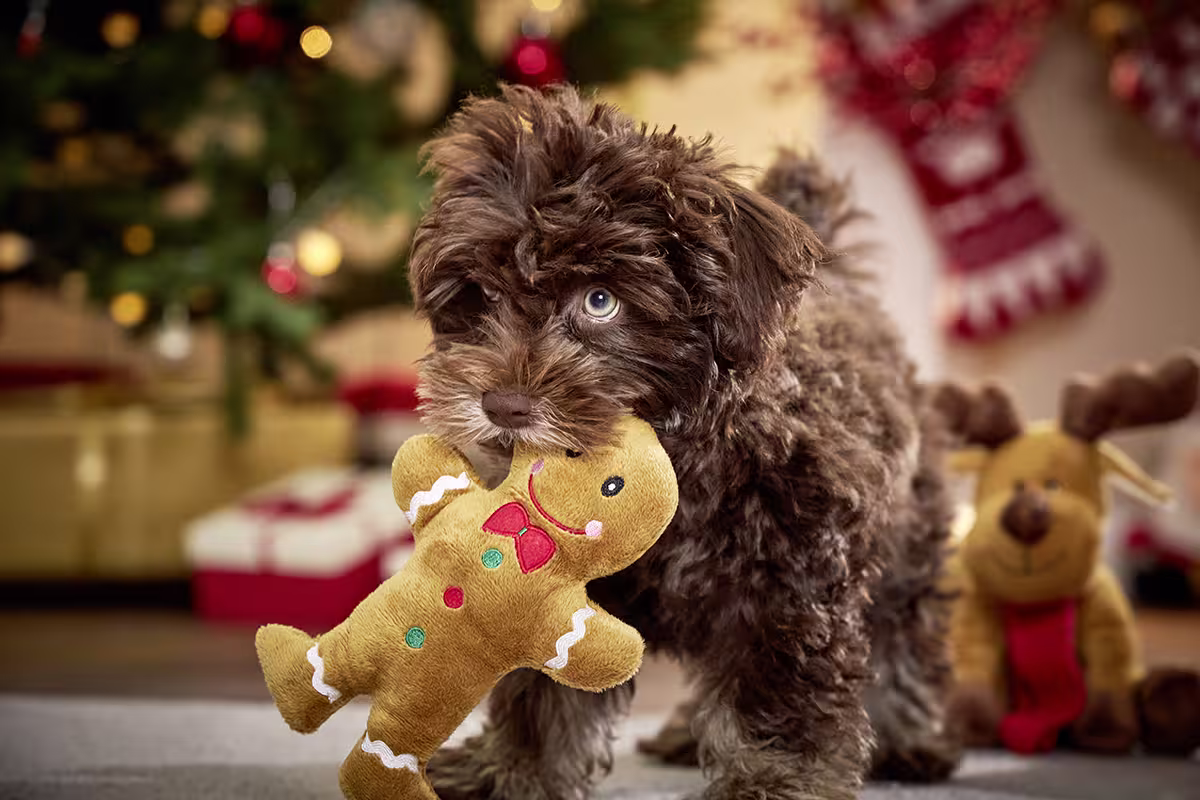 Candyman WOLTERS cat & dog GmbH