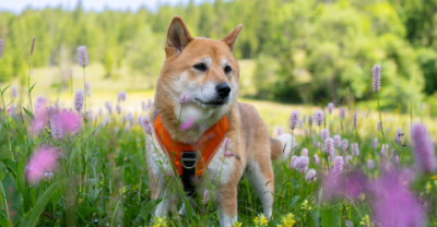 Tierbedarf WOLTERS cat & dog GmbH