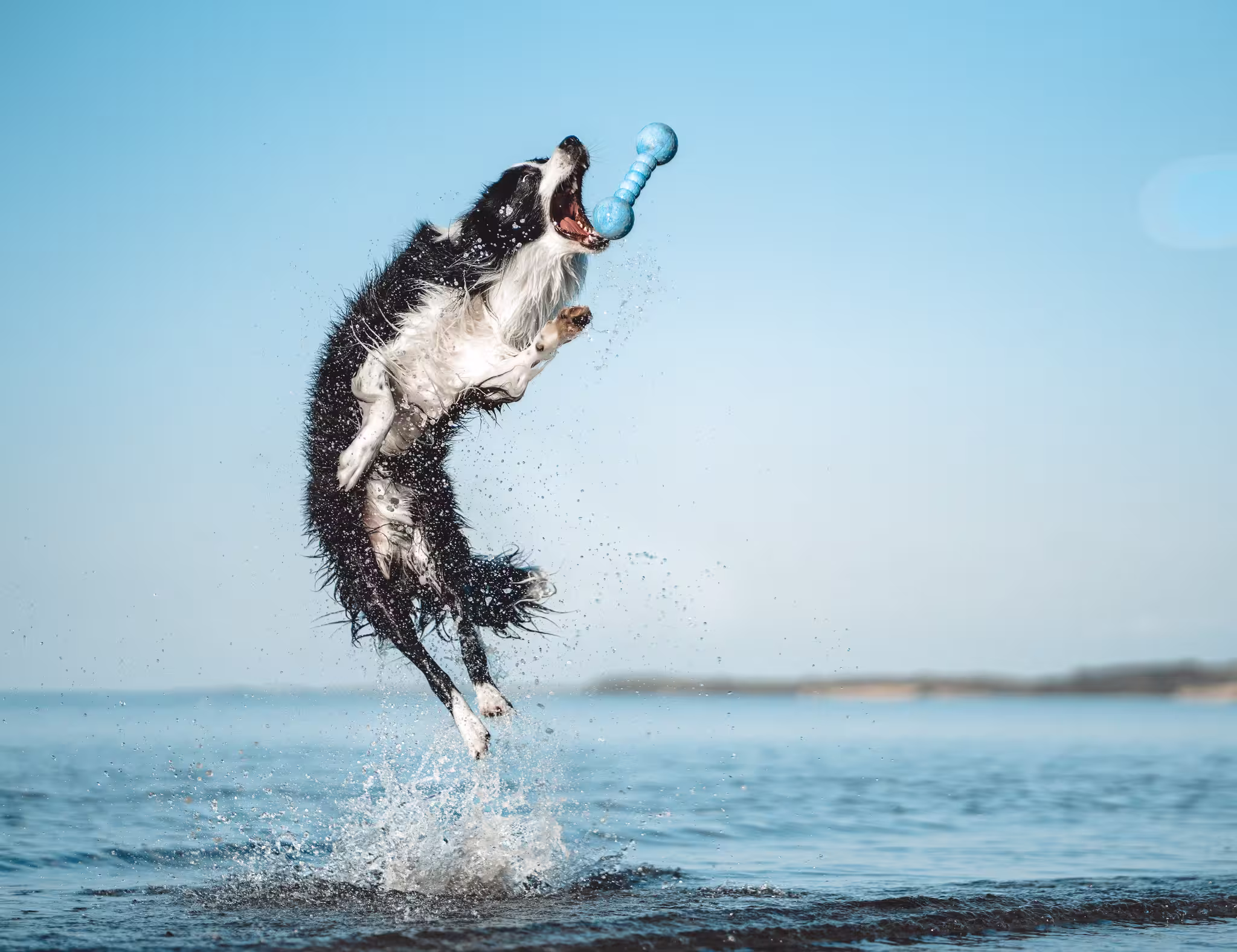 Dog Fun Gym
