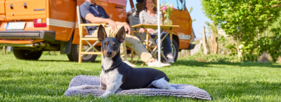 Tierbedarf WOLTERS cat & dog GmbH