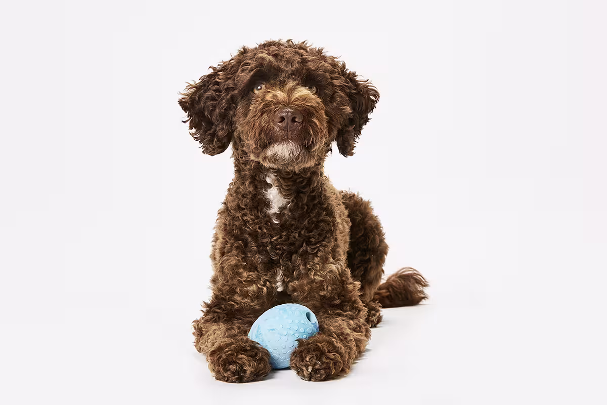  WOLTERS cat & dog GmbH