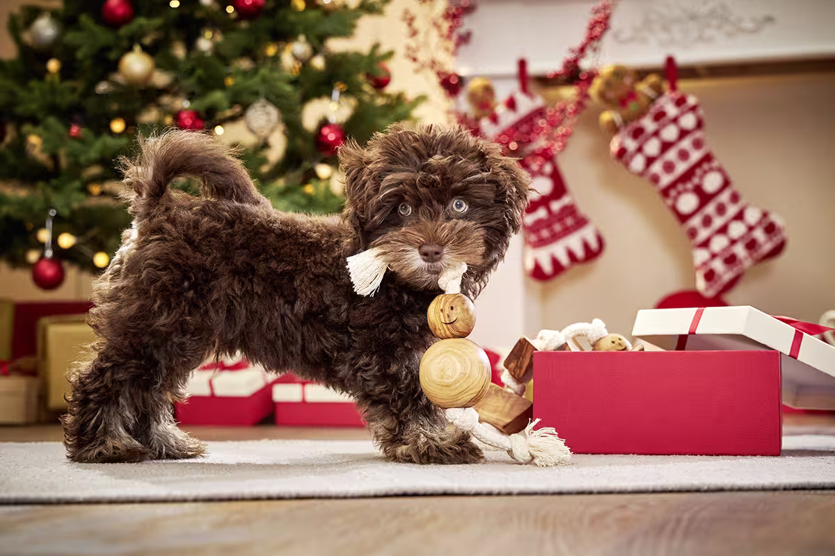  WOLTERS cat & dog GmbH