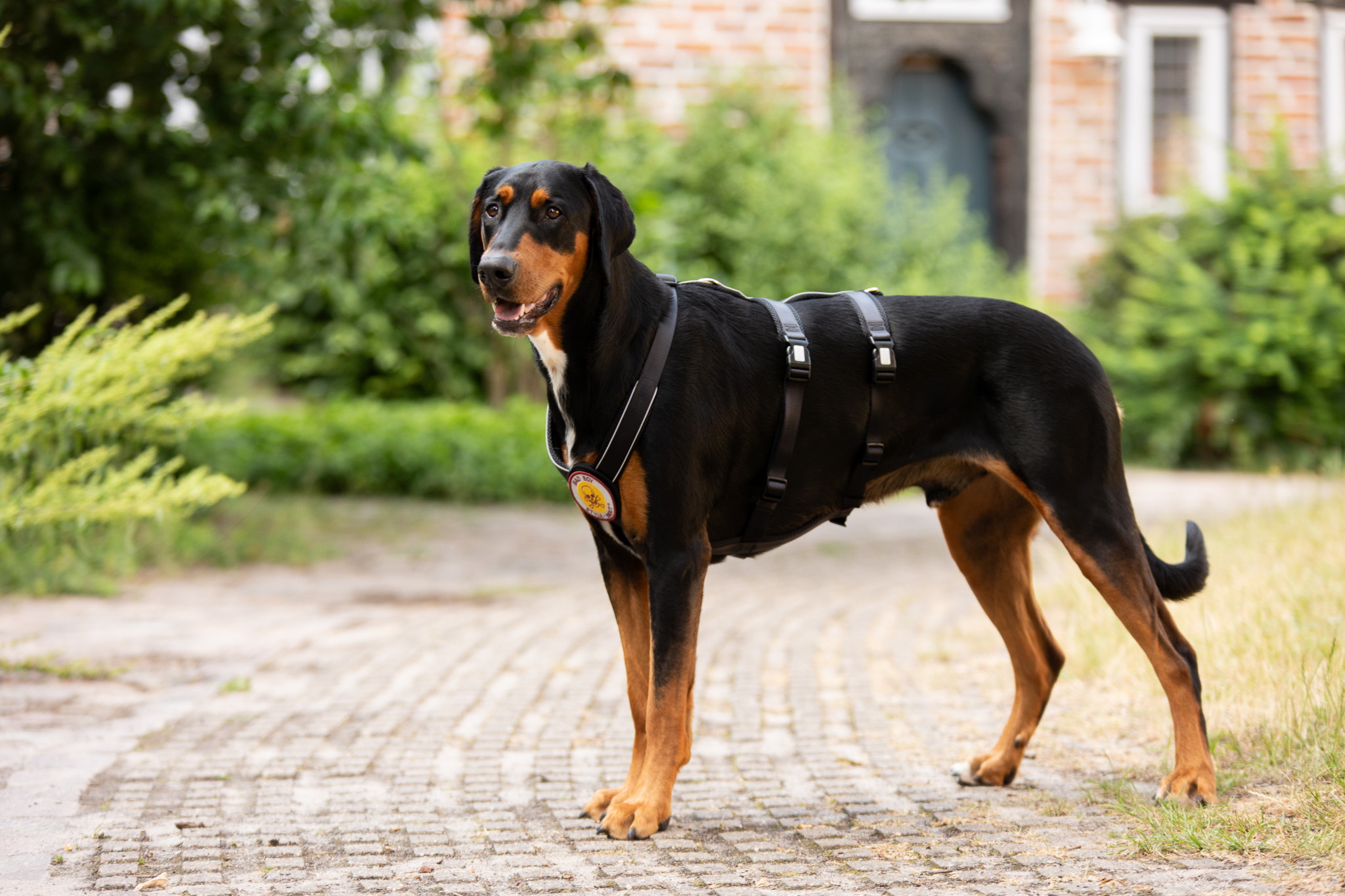 StyleSnout Patch&Safe Sicherheitsgeschirr