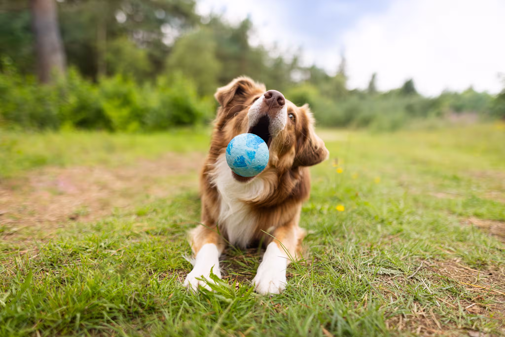  WOLTERS cat & dog GmbH