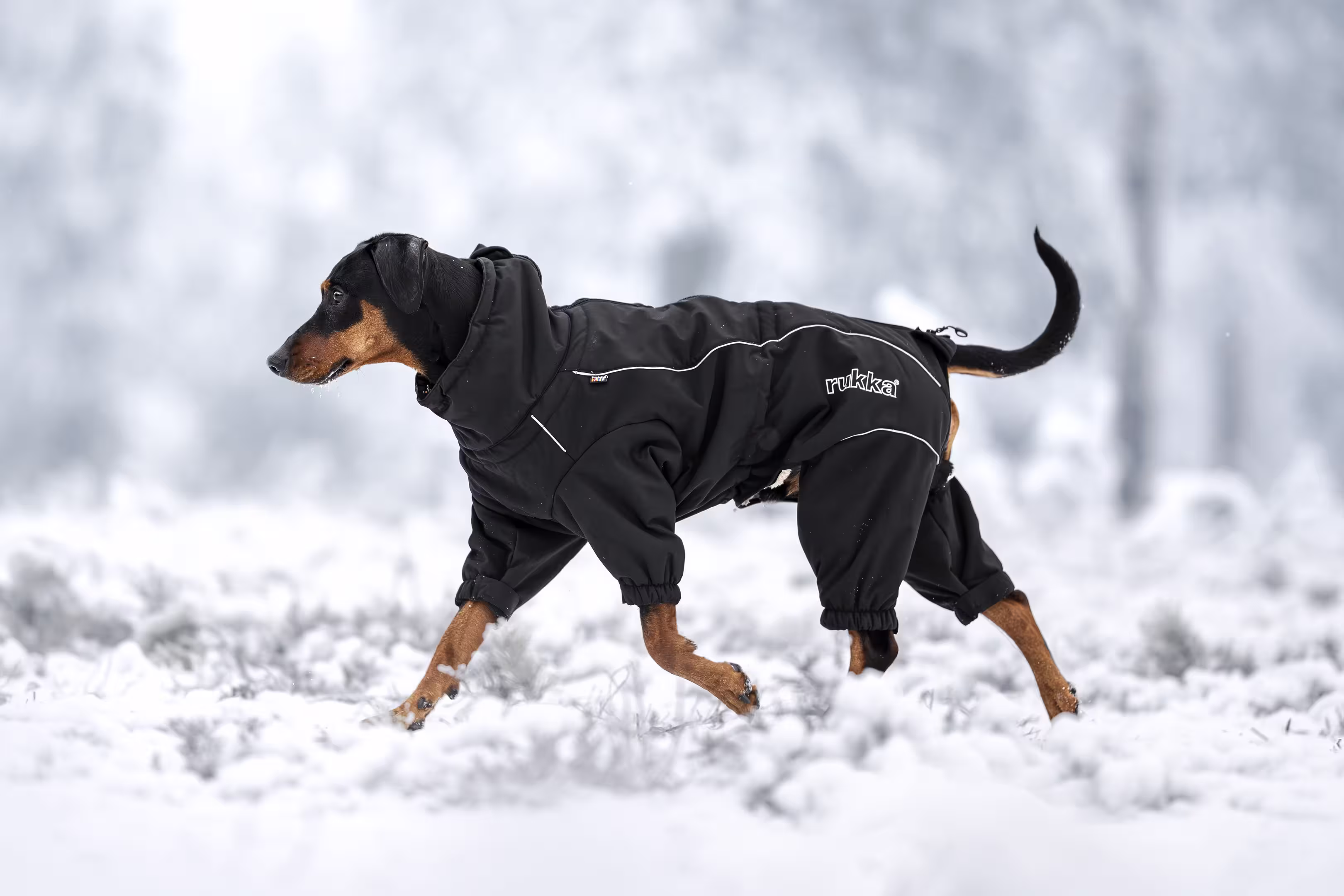  WOLTERS cat & dog GmbH