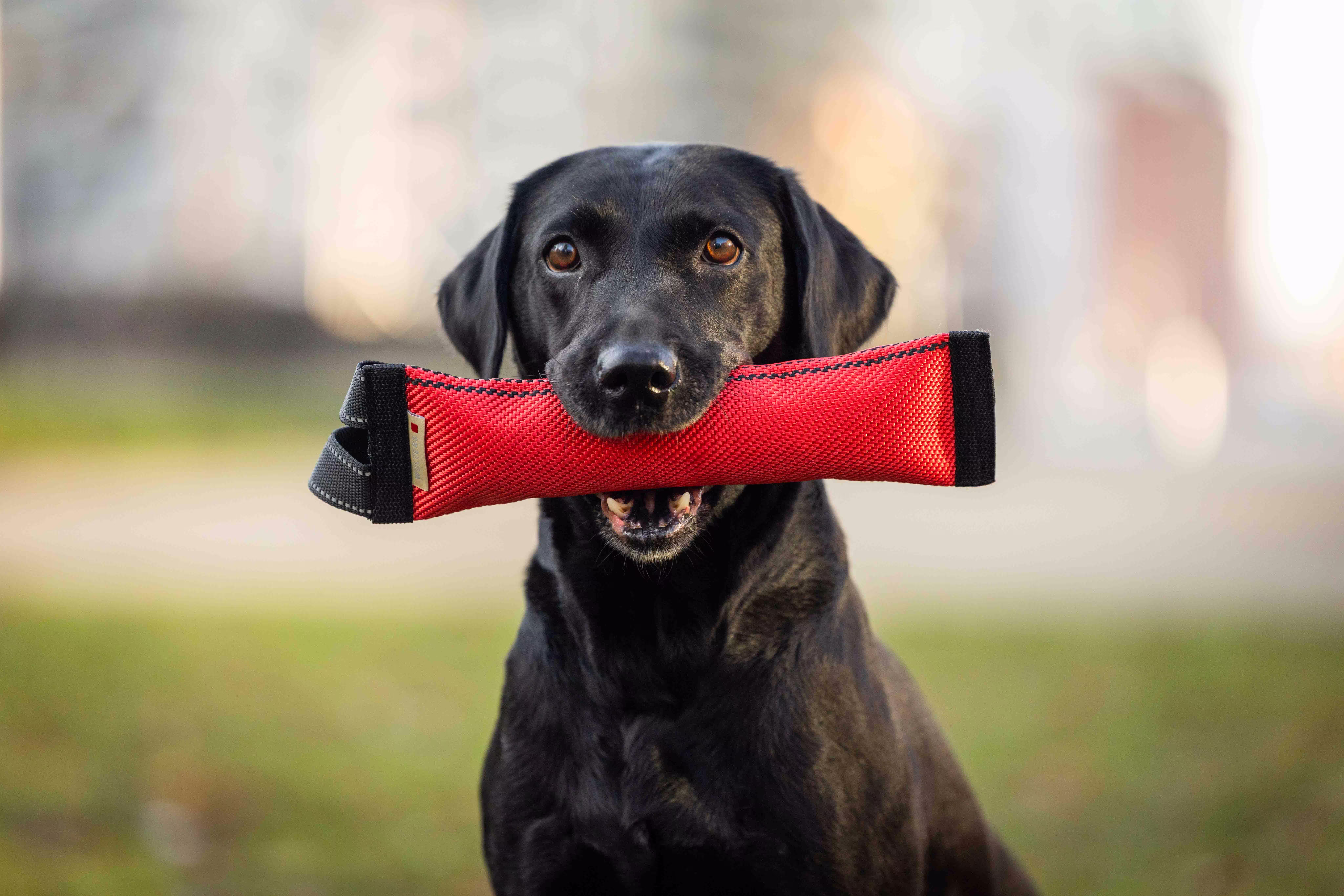  WOLTERS cat & dog GmbH
