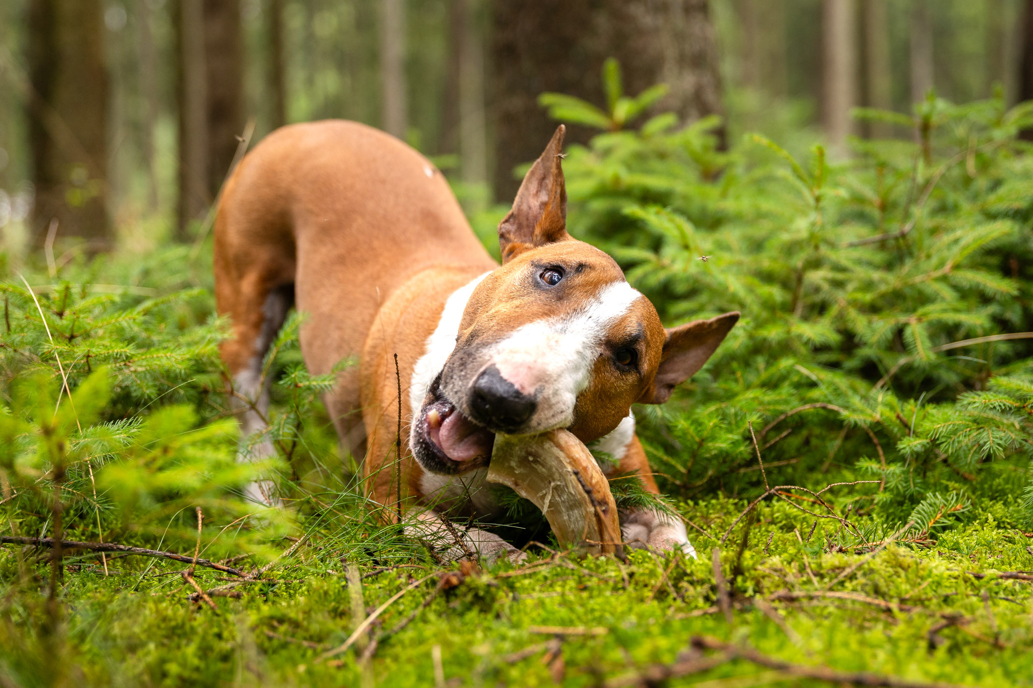 Lucky-Pet Heidschnuckenhorn