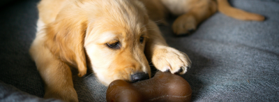 Tierbedarf WOLTERS cat & dog GmbH