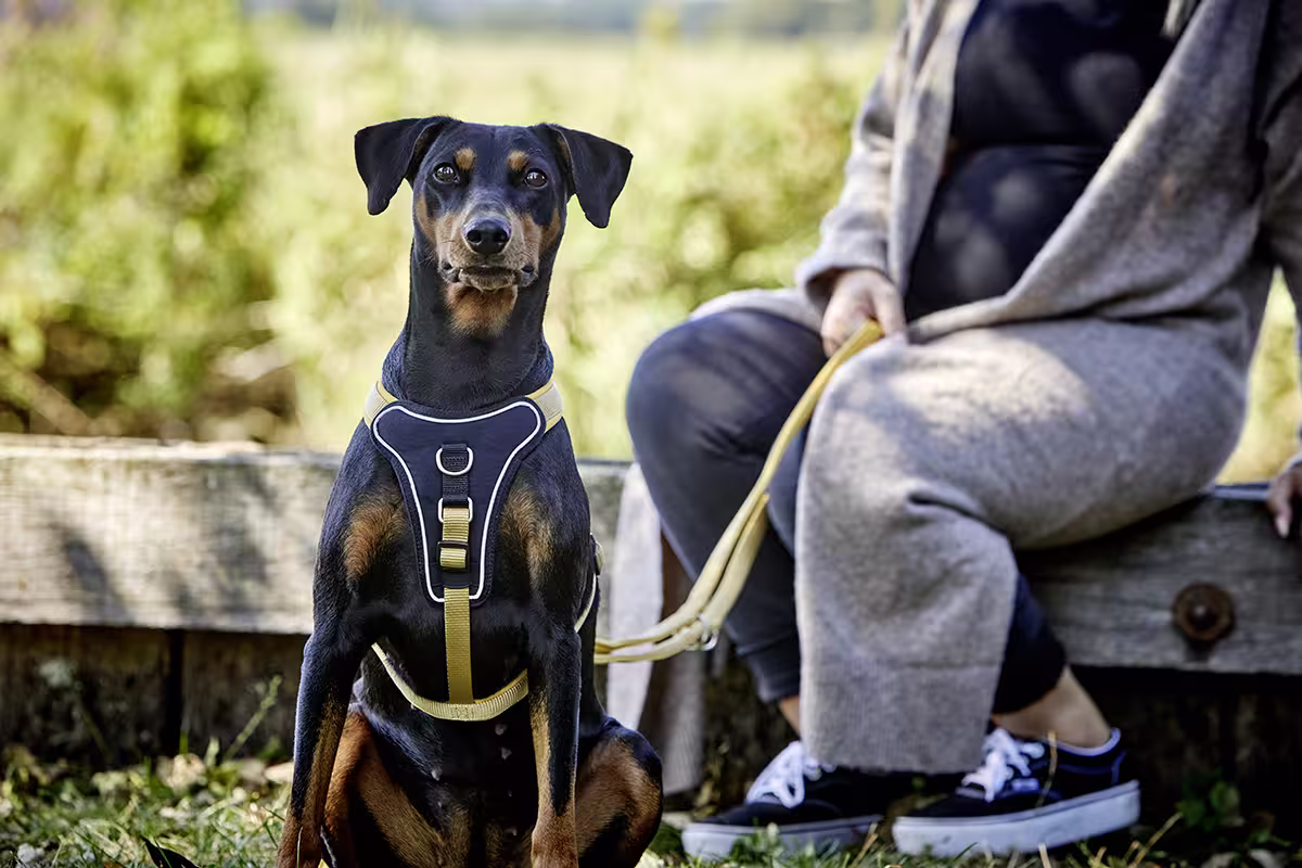 Professional Comfort Geschirr