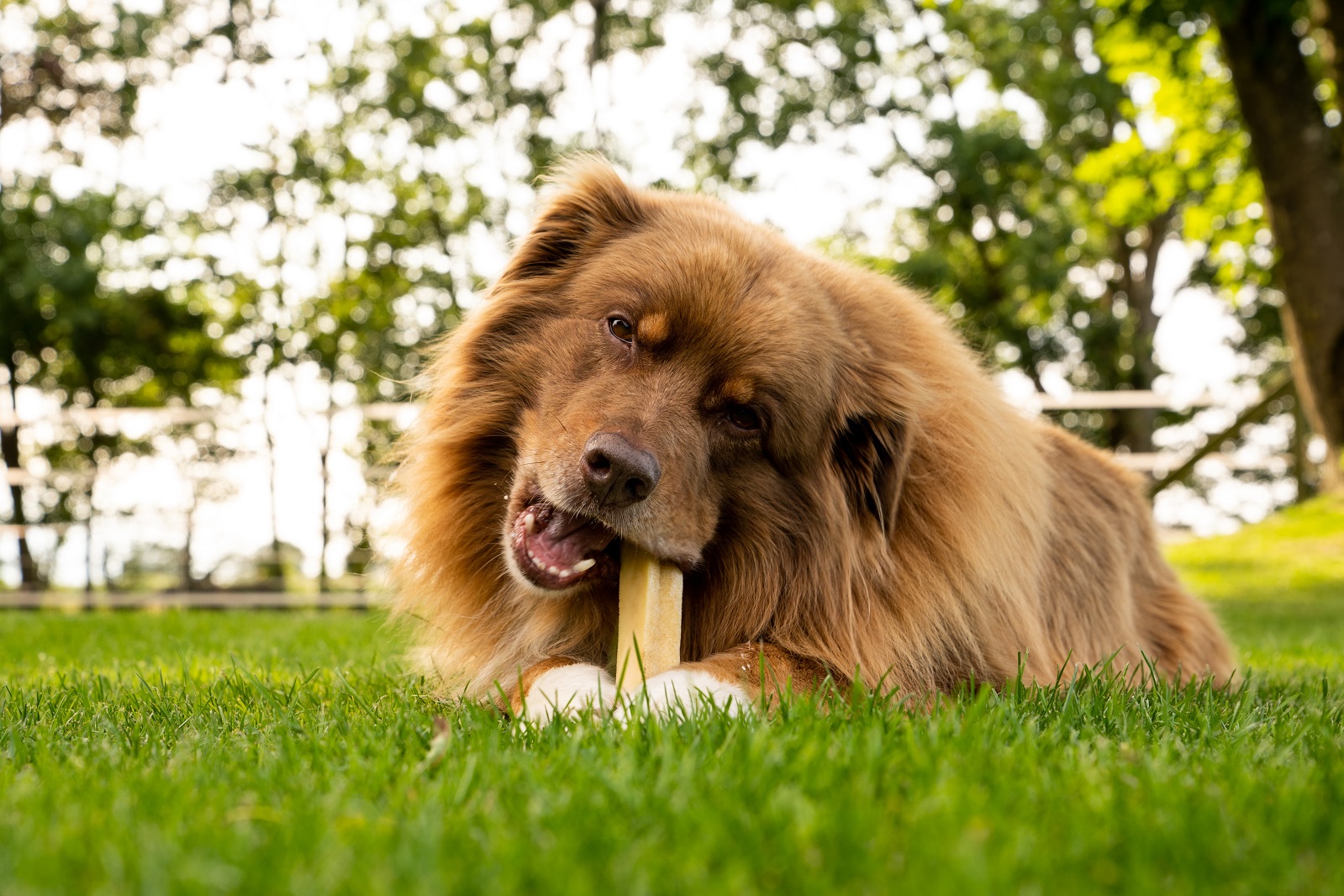 DAUERKAUER Käsekauknochen WOLTERS cat & dog GmbH