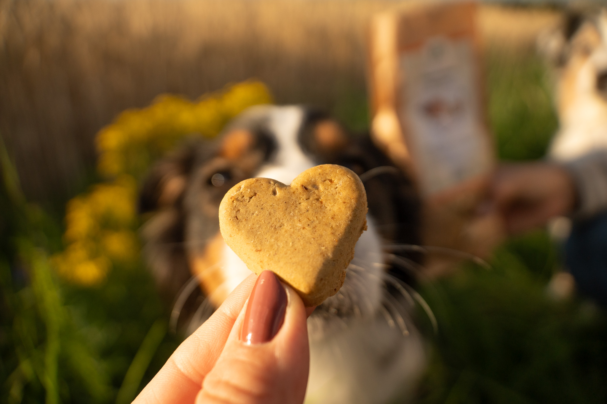 Lucky-Pet Stormarner Herzen
