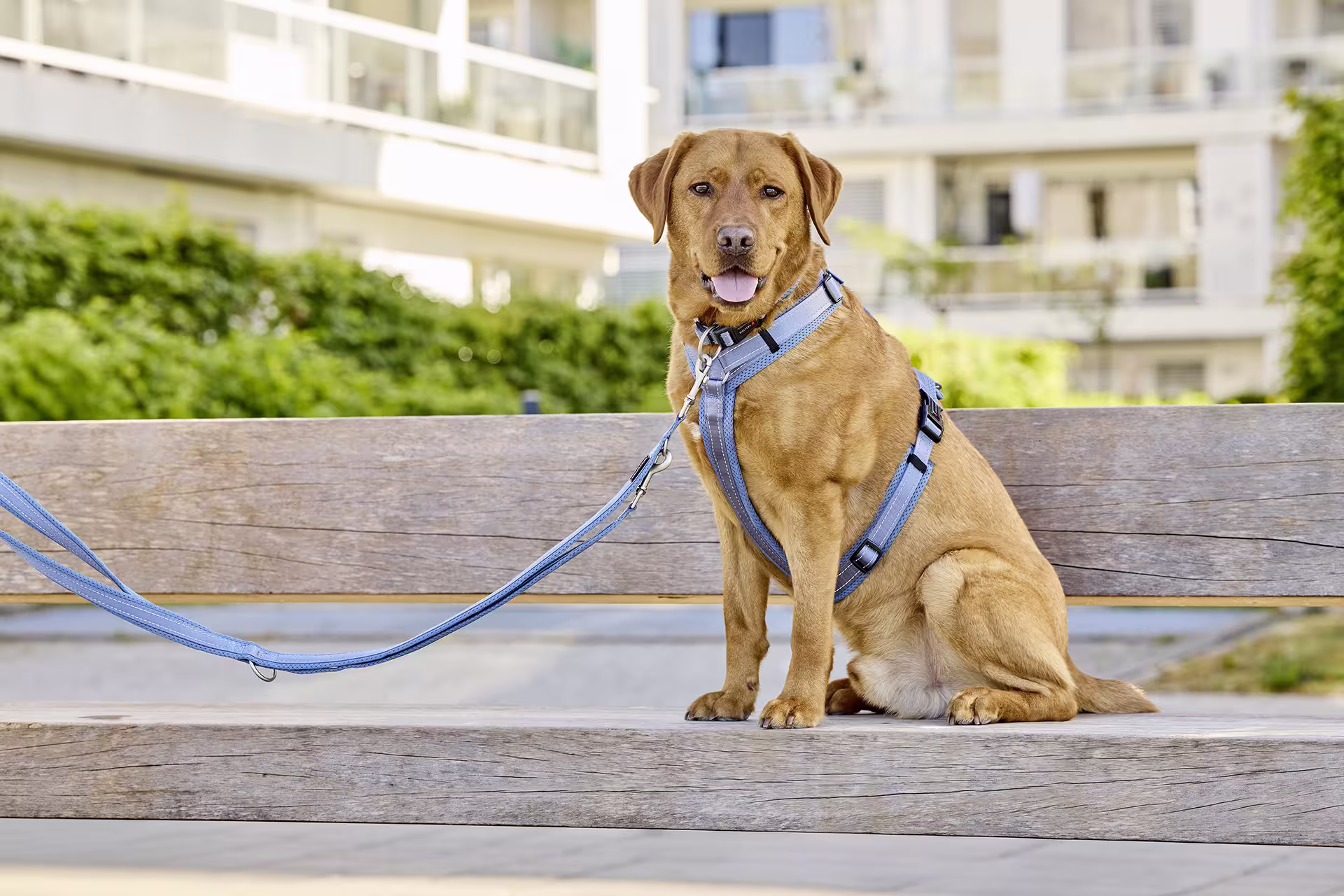 Light Mesh dog lead