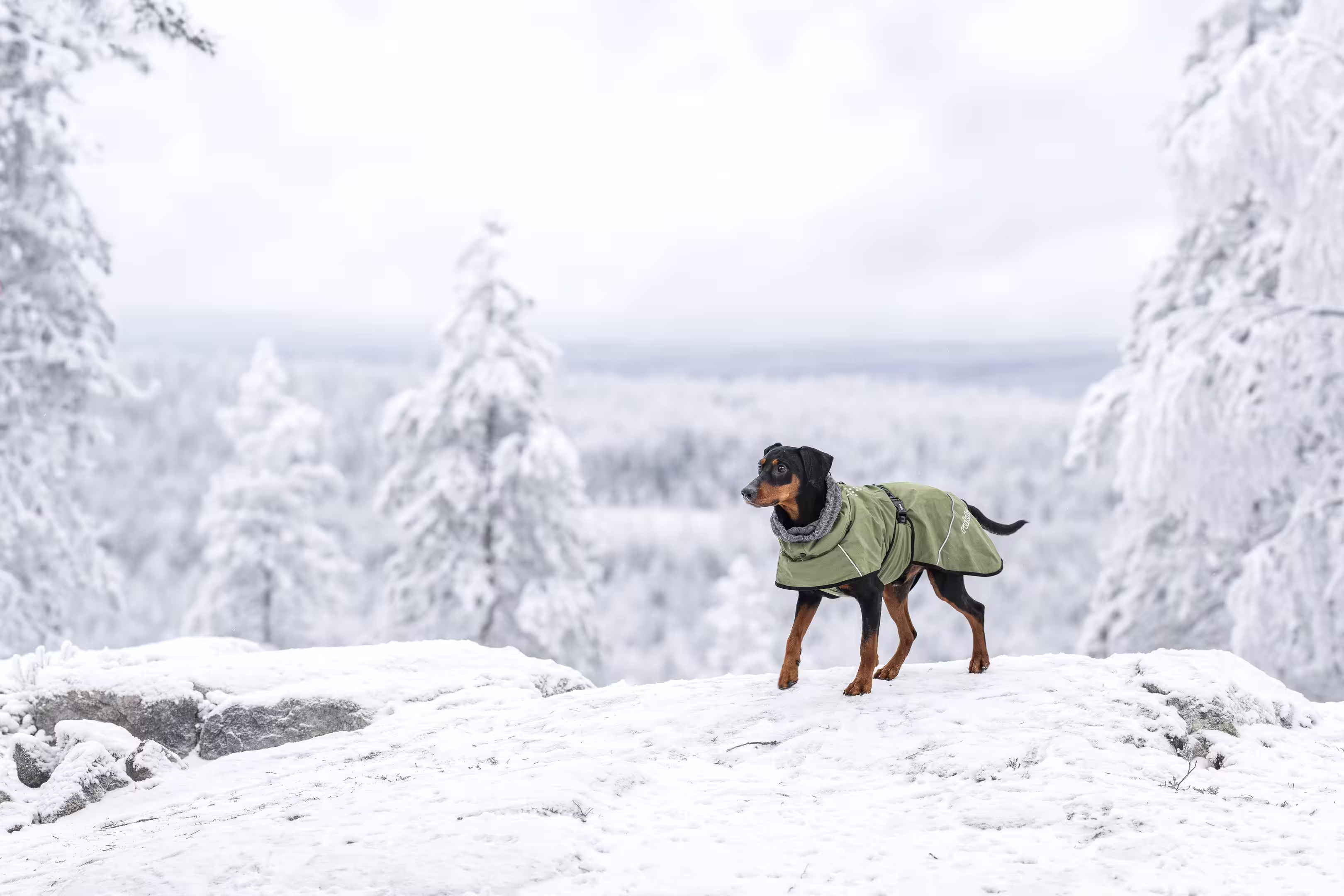 Rukka Pets Winterjacke Warmup 2.0