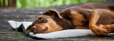 Tierbedarf WOLTERS cat & dog GmbH