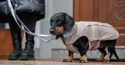 Tierbedarf WOLTERS cat & dog GmbH