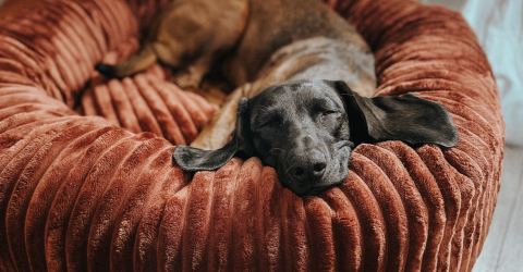 Tierbedarf WOLTERS cat & dog GmbH