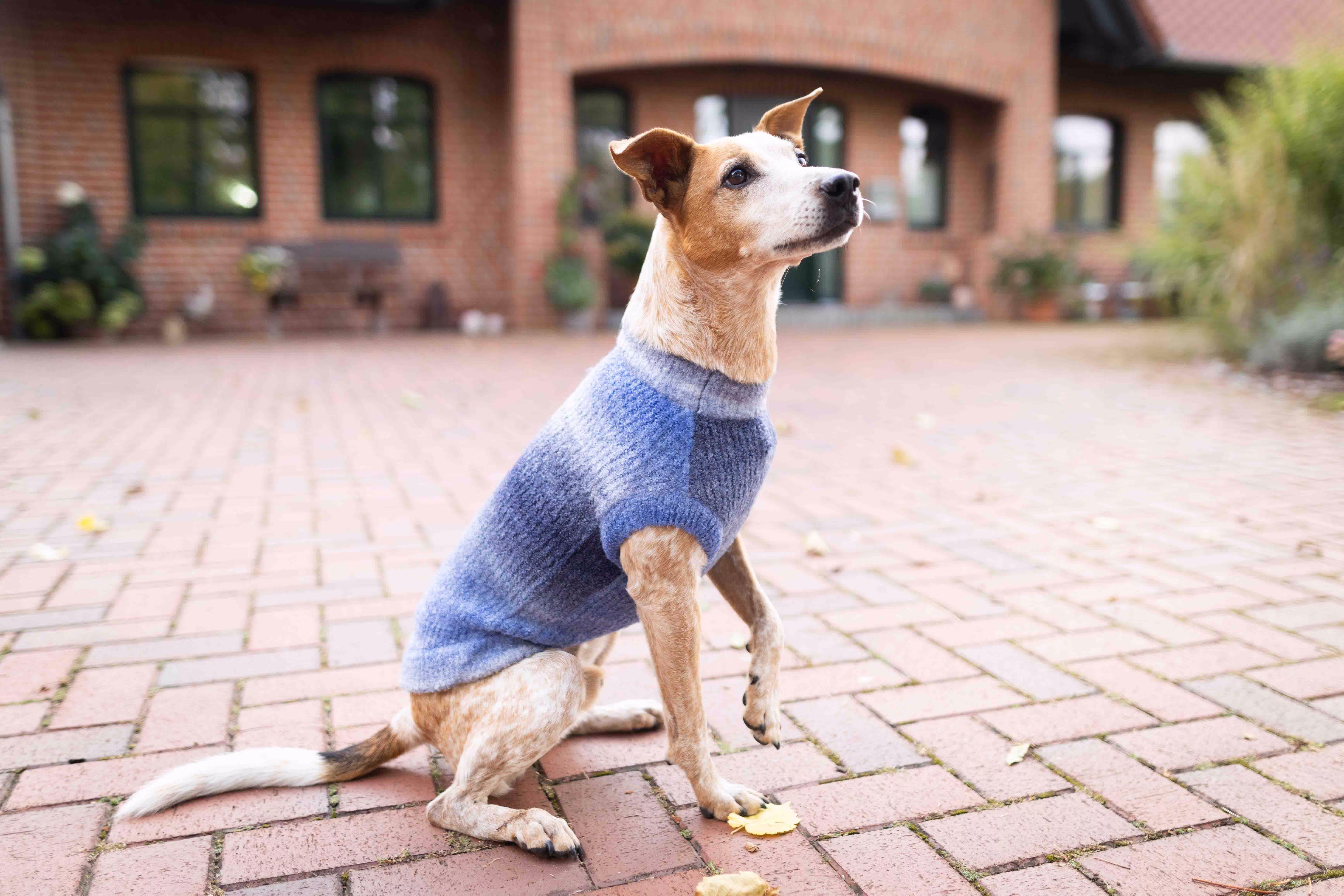 Strickpullover Sky